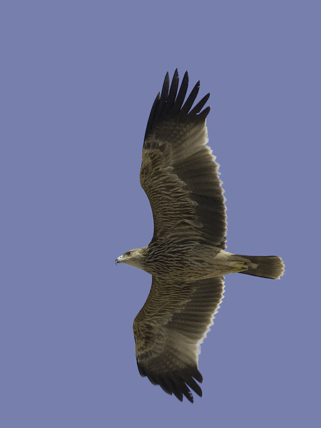 Keisarikotka, Eastern Imperial Eagle, Aquila heliaca